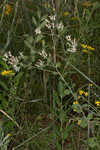 Toothed whitetop aster 